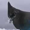 steller-s-jay-portrait