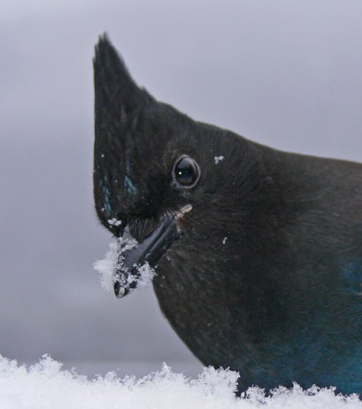 steller-s-jay-portrait