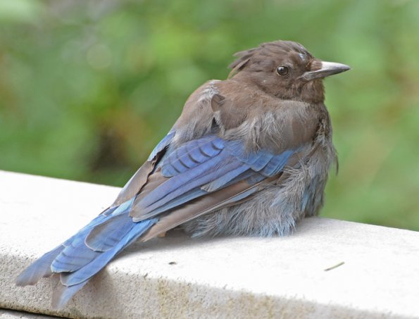 steller-s-jay-recently-fledged-youngster