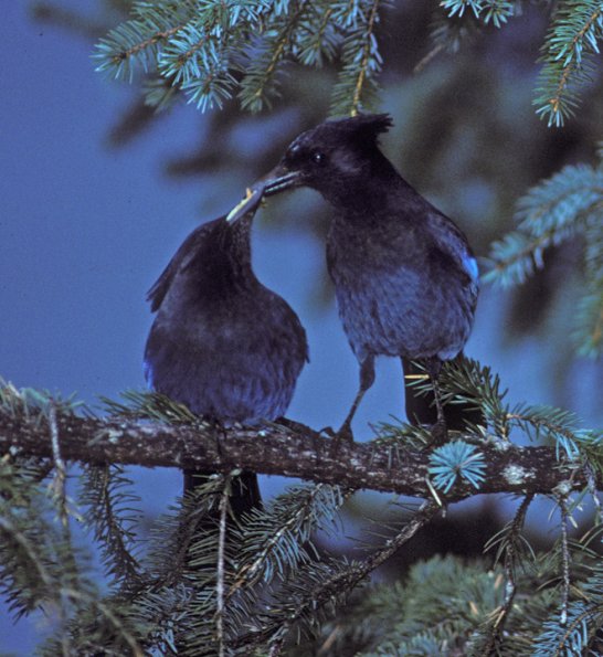 steller-s-jays-interacting