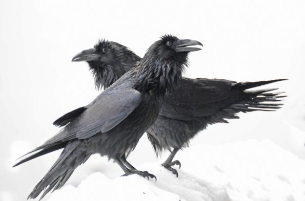 two-ravens-two
