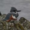 belted-kingfisher-female-portrait-1