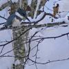 belted-kingfisher-hunting-in-winter