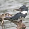 belted-kingfisher-male-with-sculpin