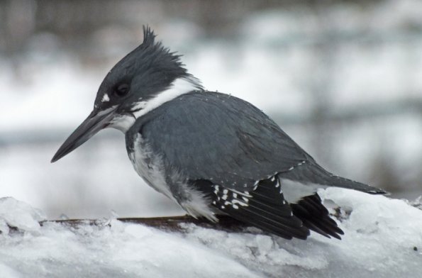 belted-kingfisher-with-fuji-at-720mm