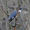 belted-kingfisher-with-predatory-diving-beetle