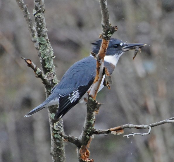 belted-kingfisher-with-predatory-diving-beetle