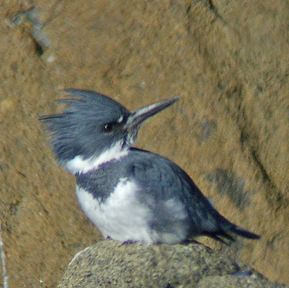 belted-kingfisher