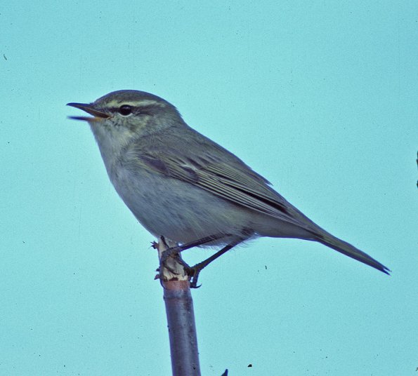 arctic-warbler-1-singing