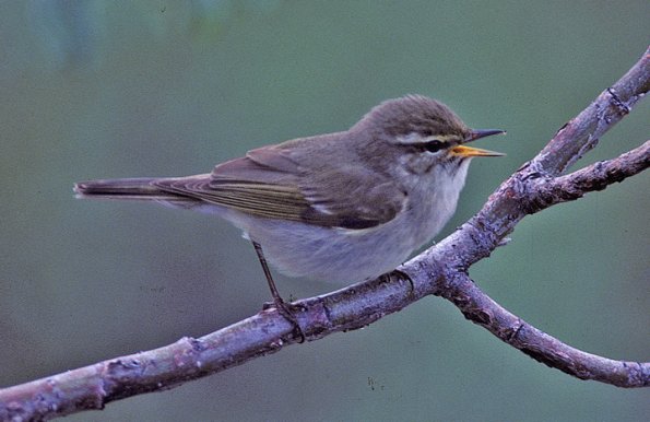 arctic-warbler-2-singing