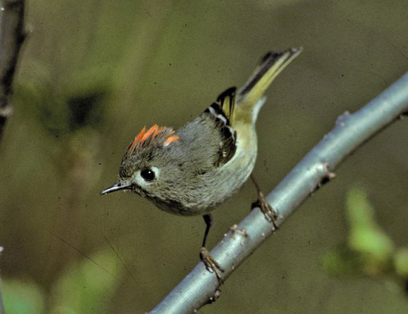 ruby-crowned-kinglet-adult-male
