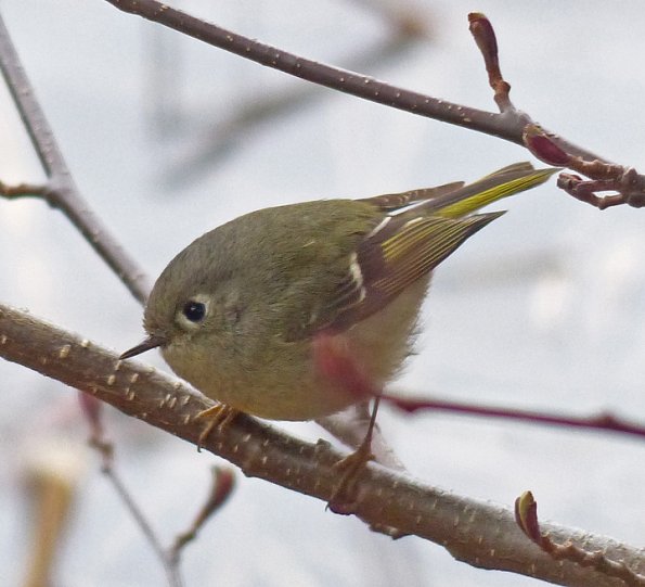 ruby-crowned-kinglet-at-eagle-beach