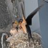 barn-swallow-chicks-being-fed-at-nest