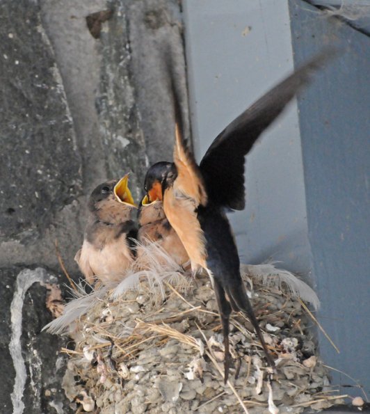 barn-swallow-chicks-being-fed-at-nest