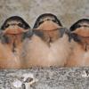 barn-swallow-chicks-waiting-to-be-fed