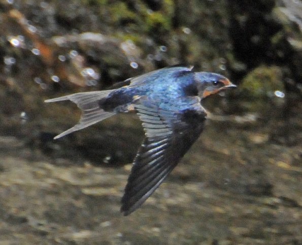 barn-swallow-in-flight-1