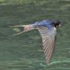 barn-swallow-in-flight-with-insect