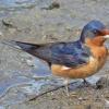 barn-swallow-portrait