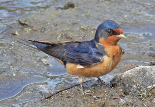 barn-swallow-portrait