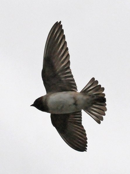 cliff-swallow-in-flight-1