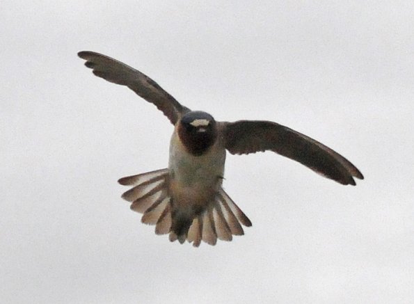cliff-swallow-in-flight-2