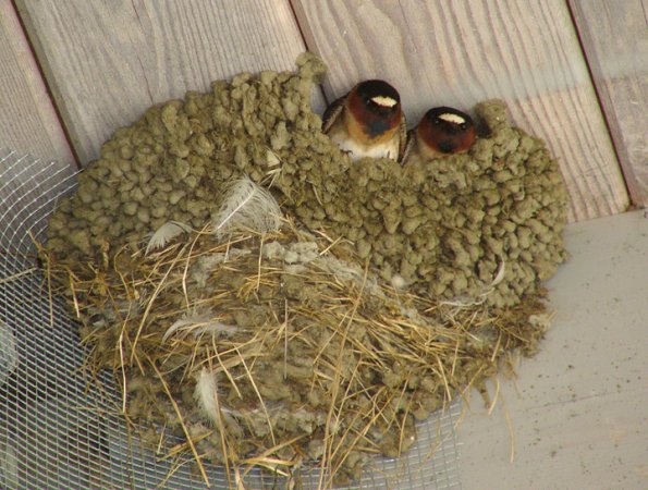 cliff-swallows-at-nest