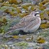 horned-lark-at-1200-mm