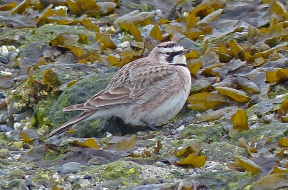 horned-lark-at-1200-mm