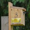 tree-swallow-adult-with-box