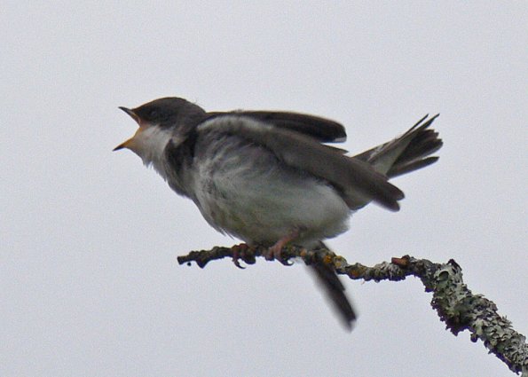 tree-swallow-youngster-begging