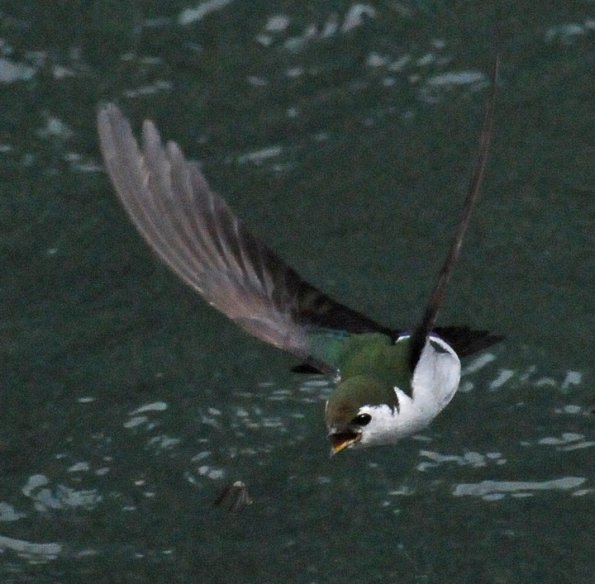 violet-green-swallow-after-insect