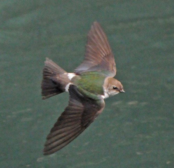 violet-green-swallow-female-in-flight