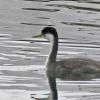 Western-Grebe