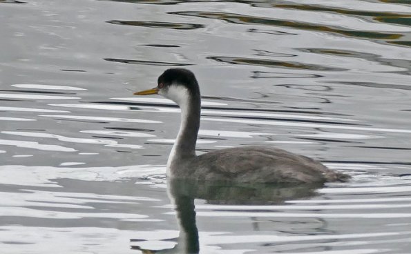Western-Grebe_1413769878