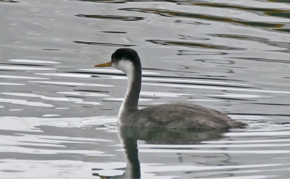 Western-Grebe