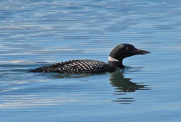 common-loon-adult-breeding