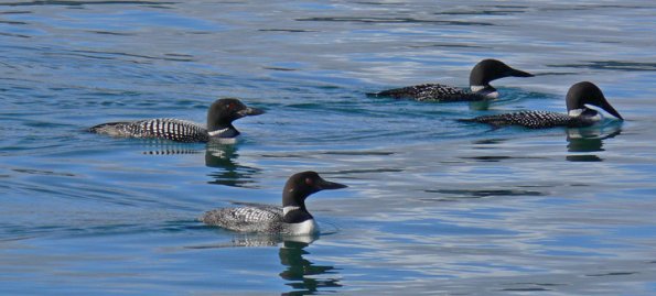 common-loons-breeding