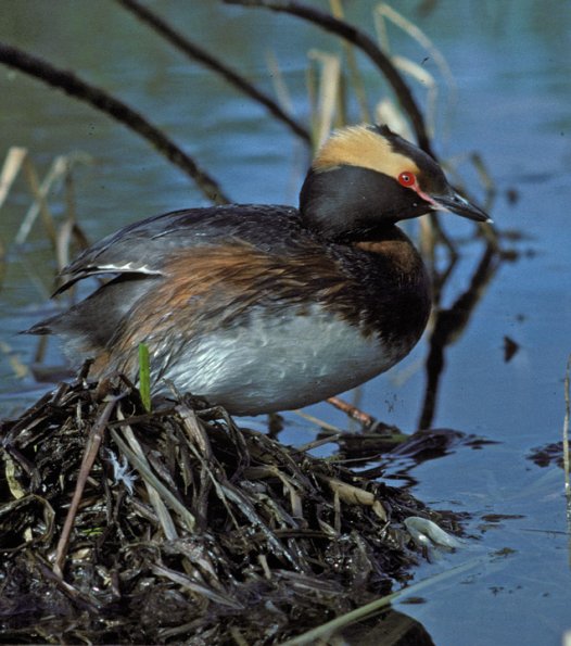 horned-grebe-adult-at-nest