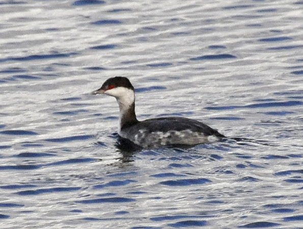 horned-grebe-adult-nonbreeding