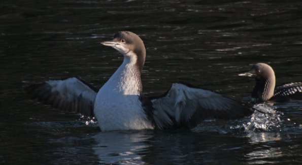 pacific-loon-juneau-november