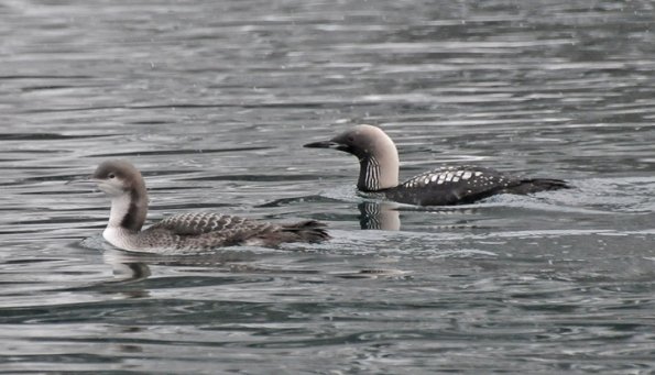 pacific-loons-adult-breeding-right-and-juvenile