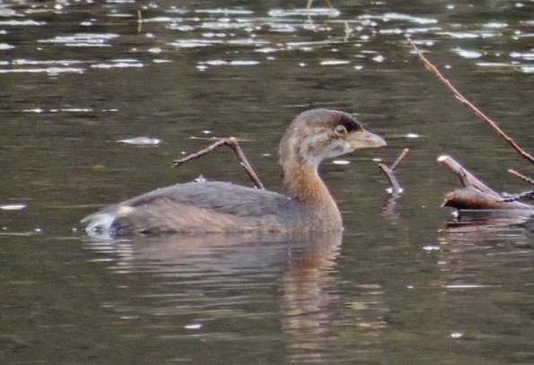 pied-billed-grebe-juneau