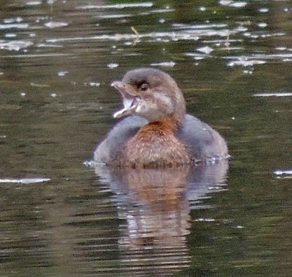 pied-billed-grebe-with-mouth-open