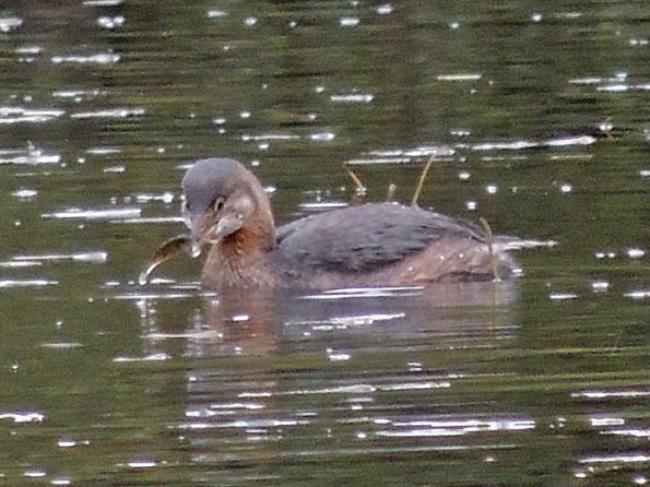 pied-billed-grebe-with-three-spine-stickleback