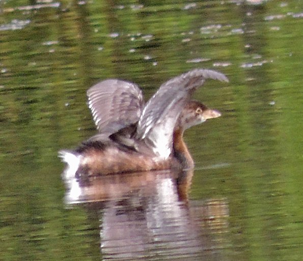 pied-billed-grebe-with-wings-raised
