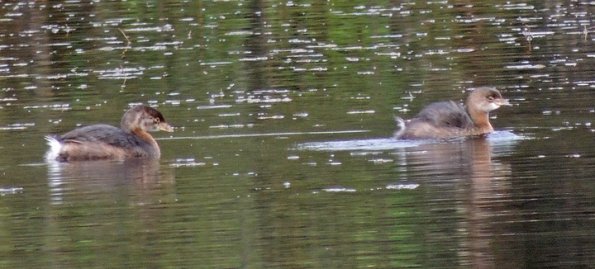 pied-billed-grebes-juvenile-left-moose-lake