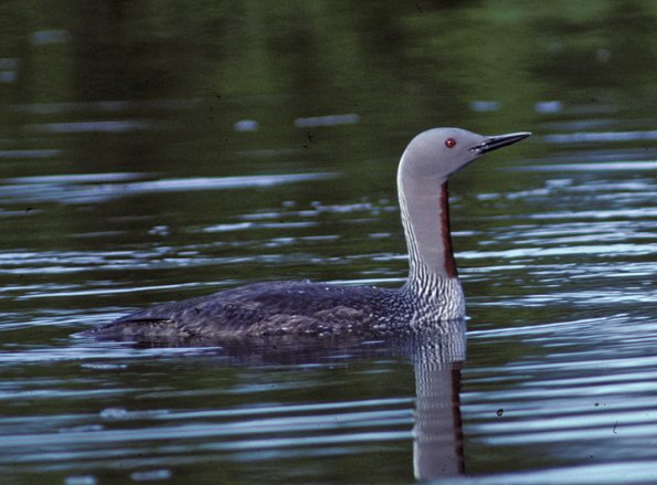 red-throated-loon-adult-breeding