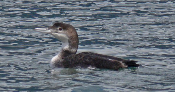 yellow-billed-loon-adult-nonbreeding