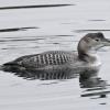 yellow-billed-loon