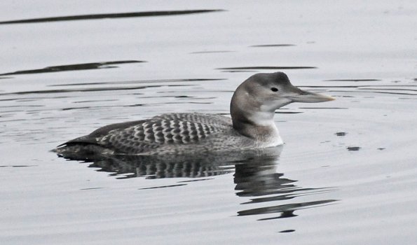 yellow-billed-loon